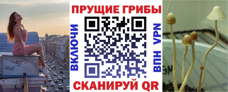 Псилоцибиновые грибы Psilocybe  Циолковский 